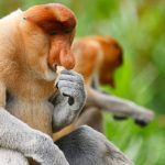 Sabah-tourism-wildlife