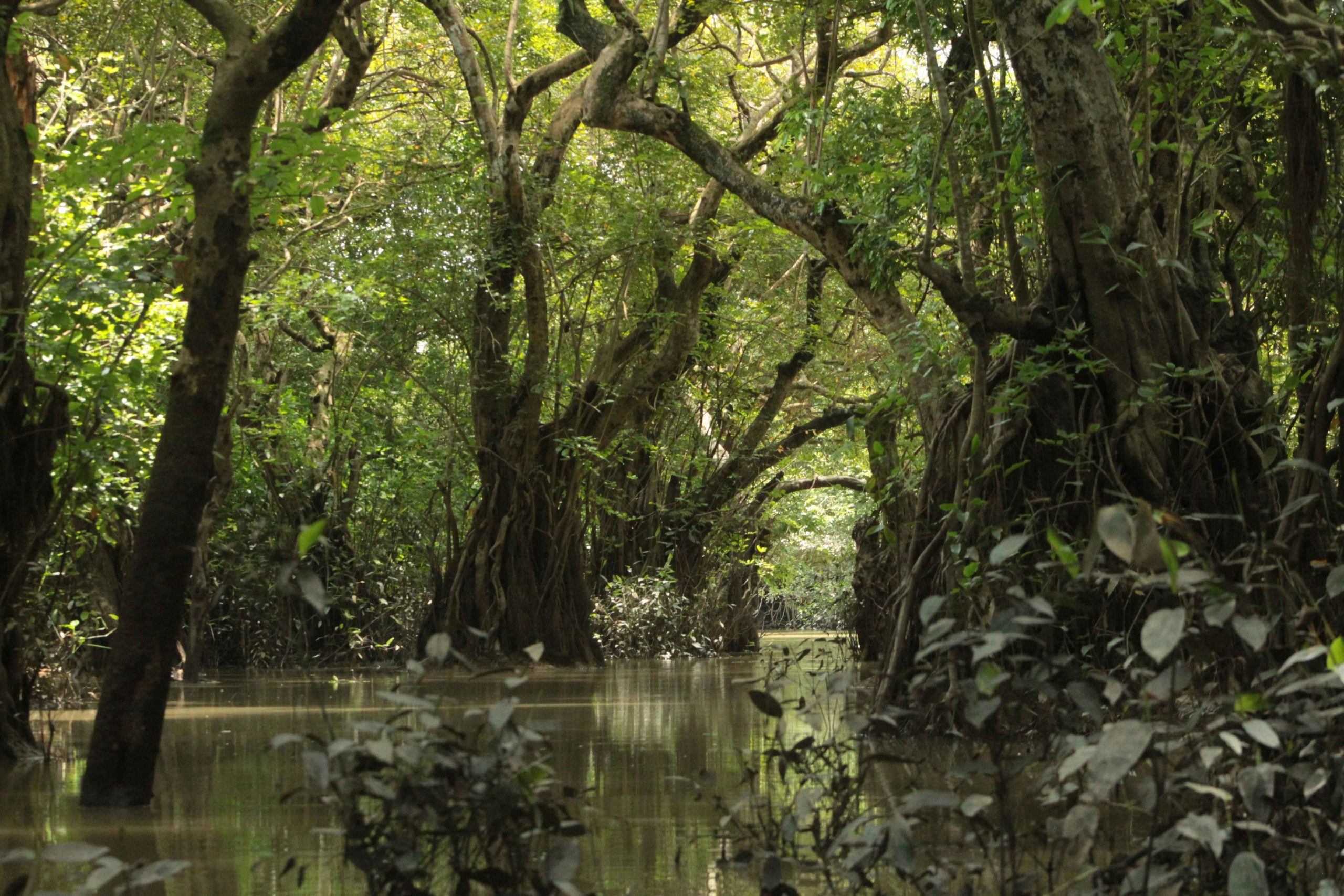 mangrove cruise in langkawi