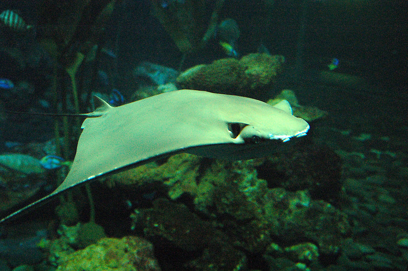 stingrays at underwater world langkawi