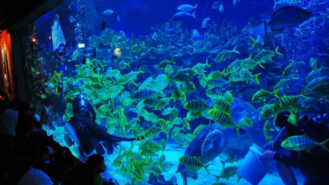 aquaria klcc, kuala lumpur, malaysia