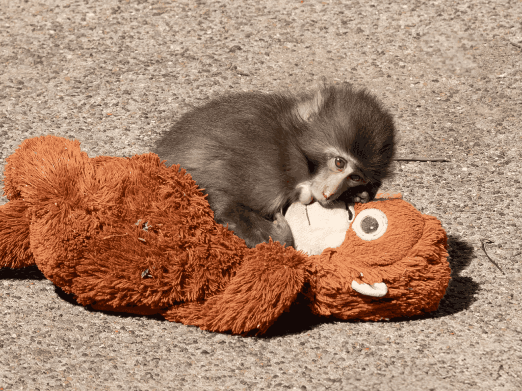 ichikawa zoo's punch-kun & his plushie
