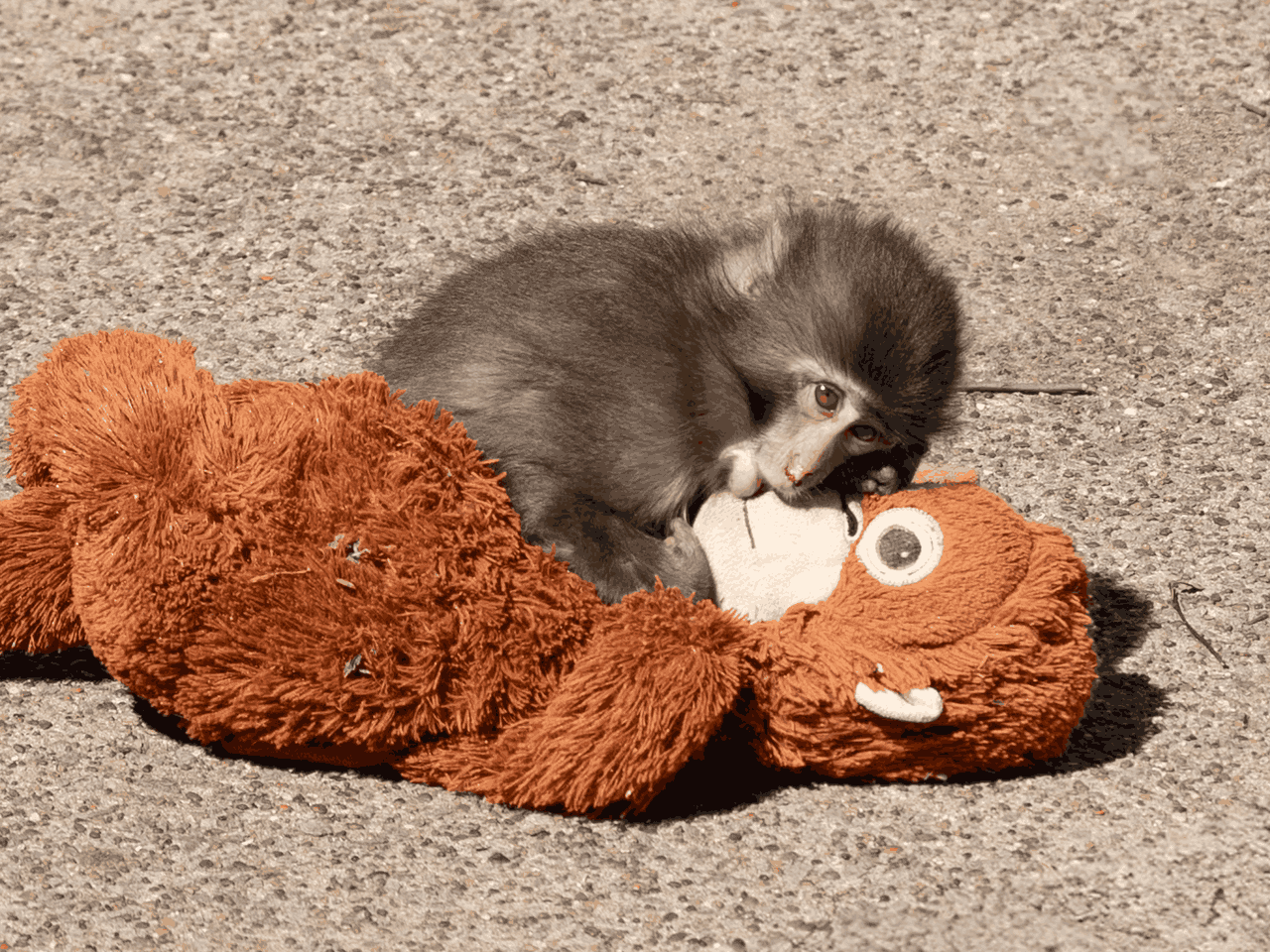 ichikawa zoo's punch-kun & his plushie