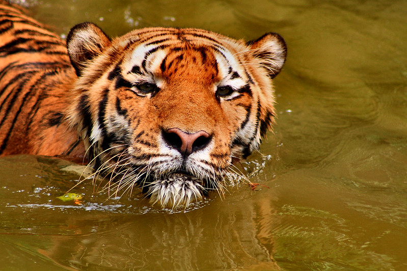tigers at sunway lost world of tambun