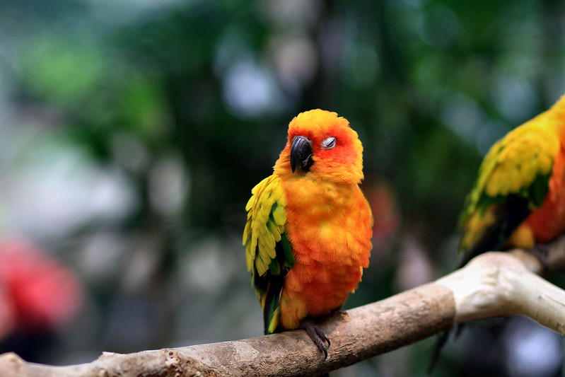 birds at sunway lost world of tambun