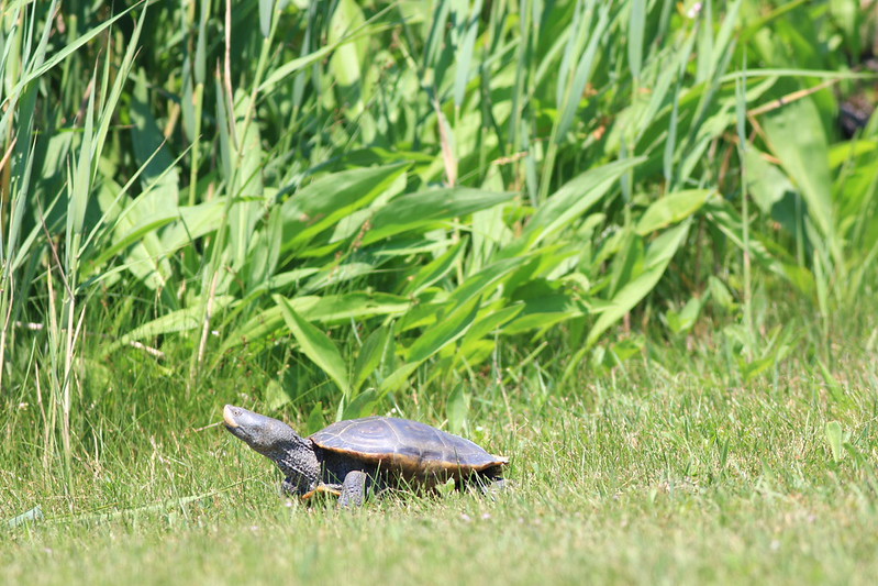 painted terrapins (tuntung laut)