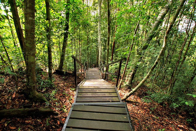 jungle trekking at taman negara pahang