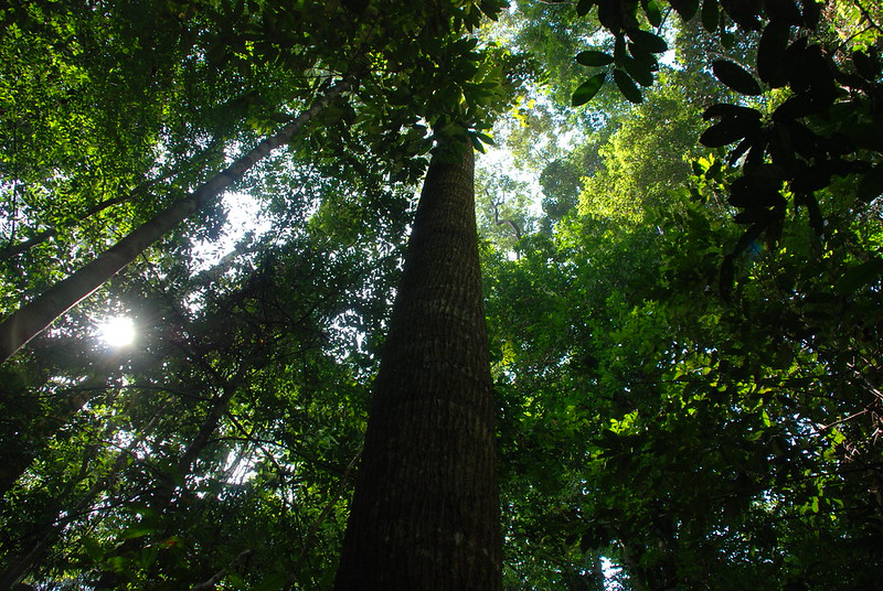 forest bathing in taman negara rainforest