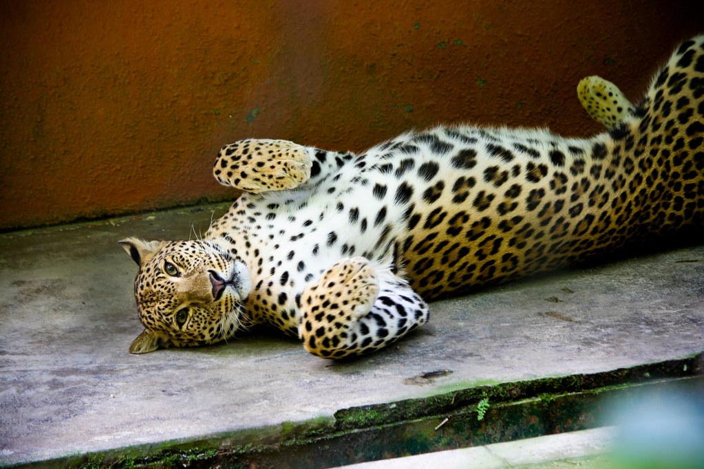 cheetah at zoo negara