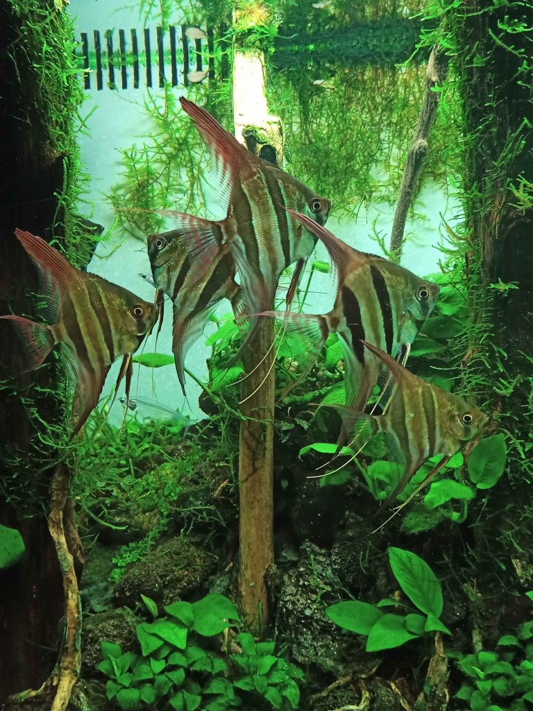 aquaria klcc fish