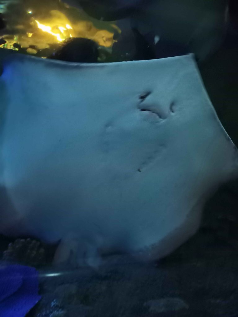aquaria klcc rays