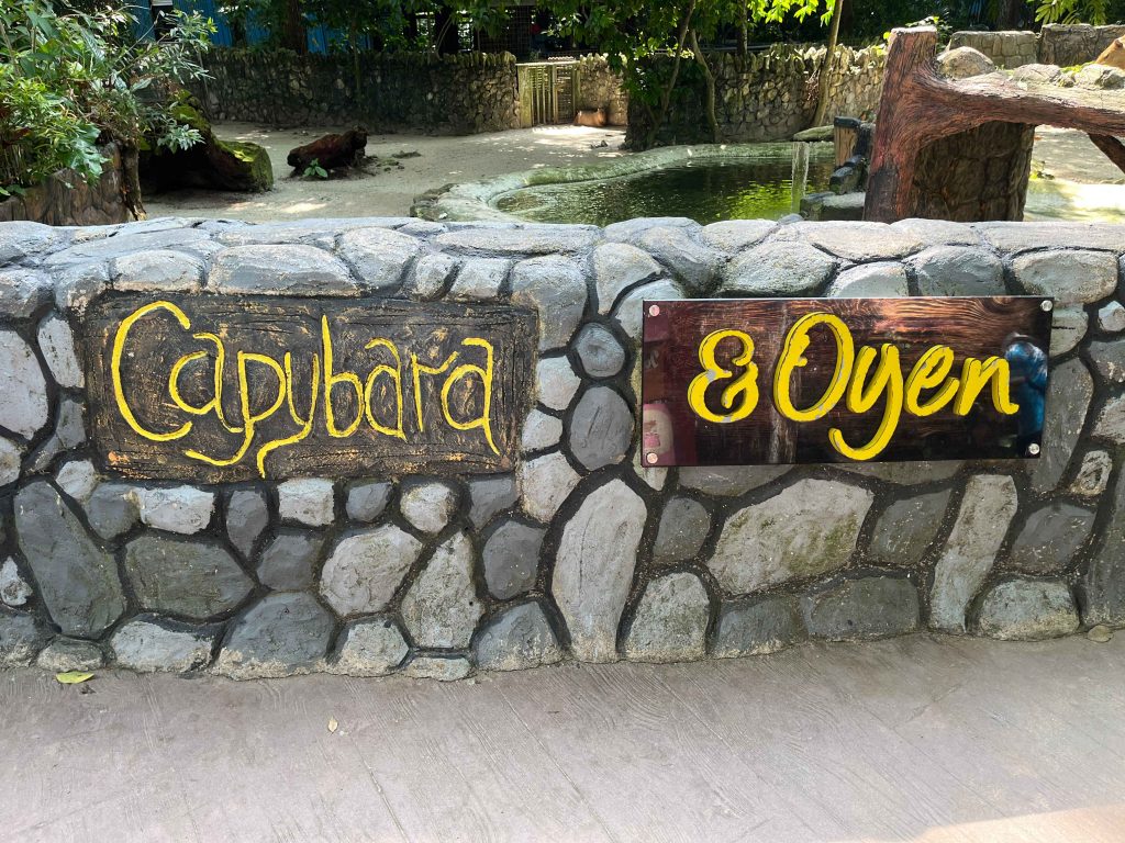 malaysia zoo negara's capybara & oyen