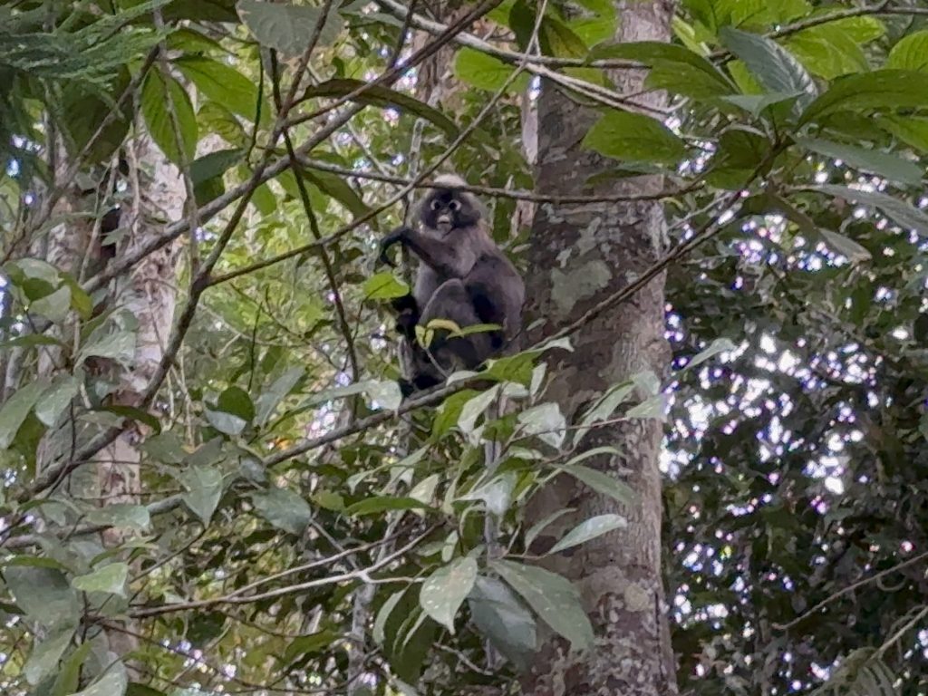 Langurs at The Habitat Penang Hill
