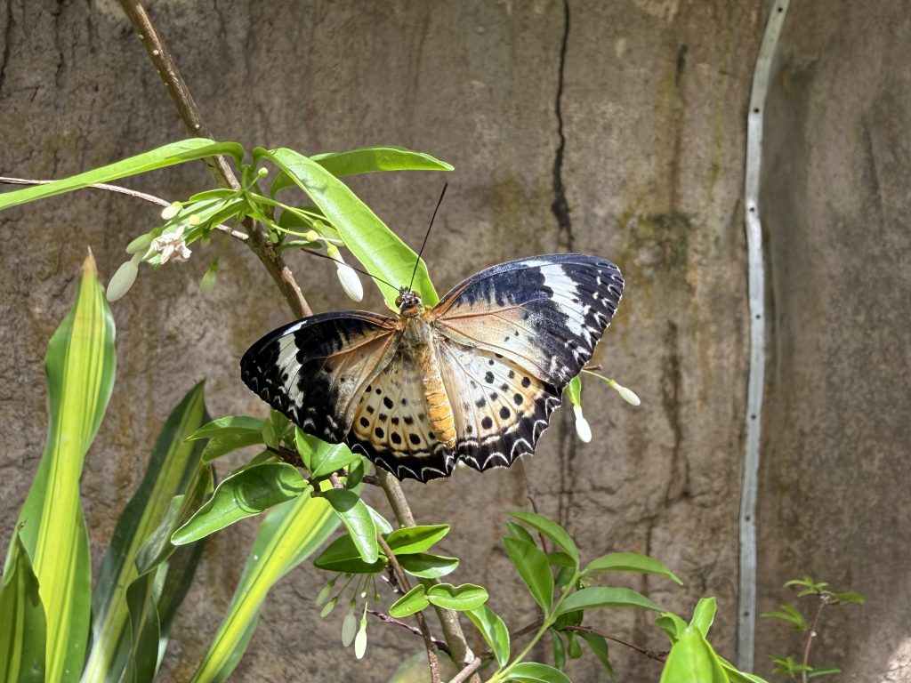 butterfly closeup at entopia penang