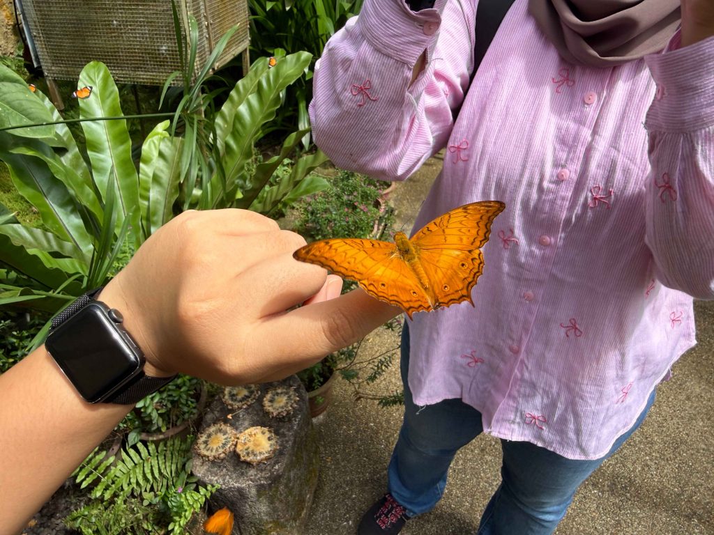 butterflies in Wonderland, Entopia Penang