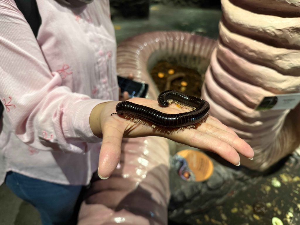 giant millipedes at the Cocoon, Entopia Penanag
