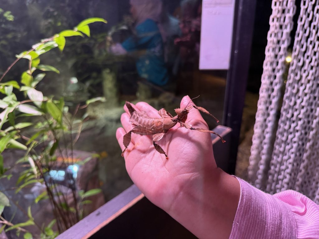insects at the sticky stop, the Cocoon, Entopia Penang