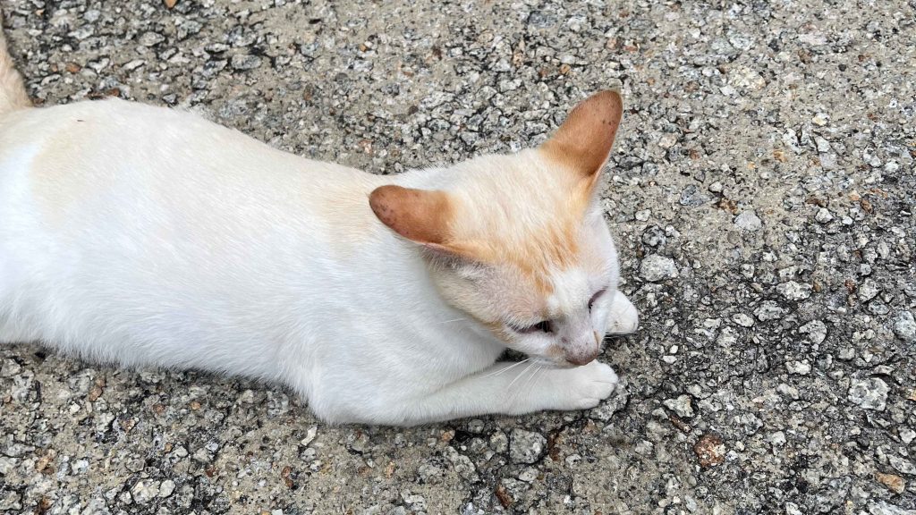 The Habitat Penang Hill Cat