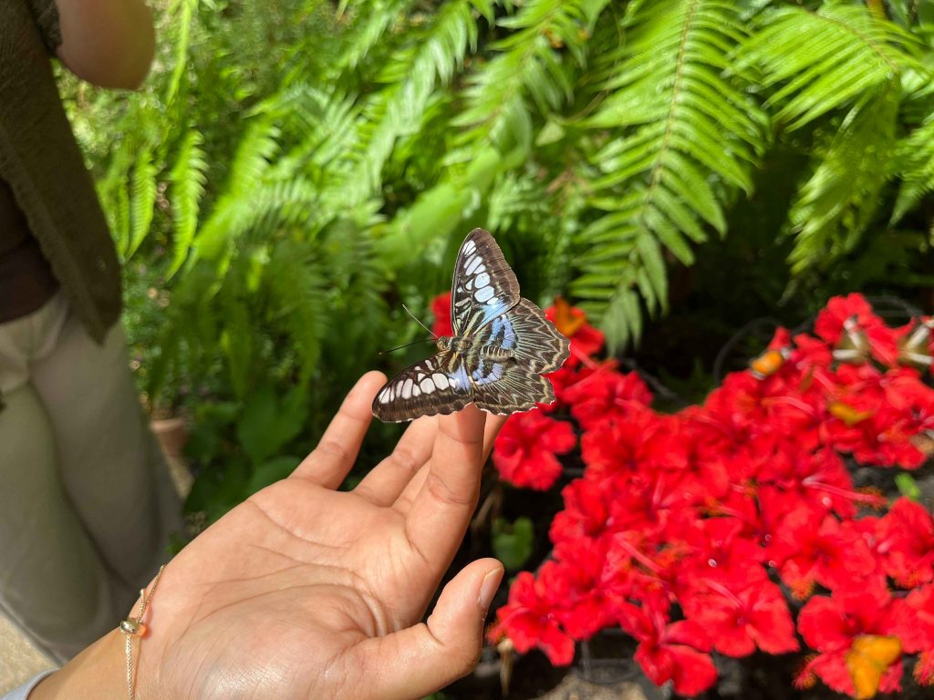 butterflies in Wonderland, Entopia Penang
