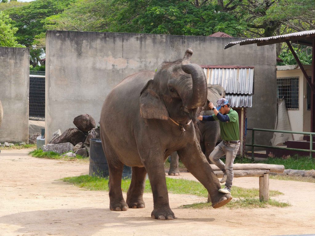 elephant show at a'famosa safari wonderland