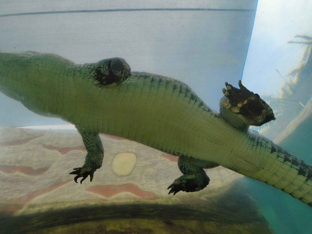 crocodile enclosure at a'famosa safari wonderland