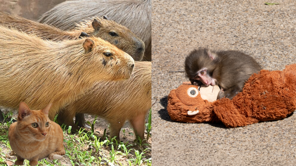 zoo negara's oyen & ichikawa zoo's punch