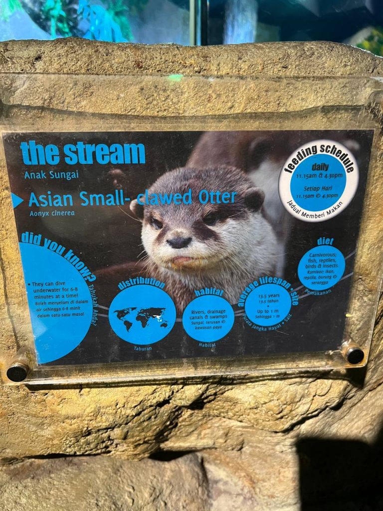 asian small-clawed otter at aquaria klcc