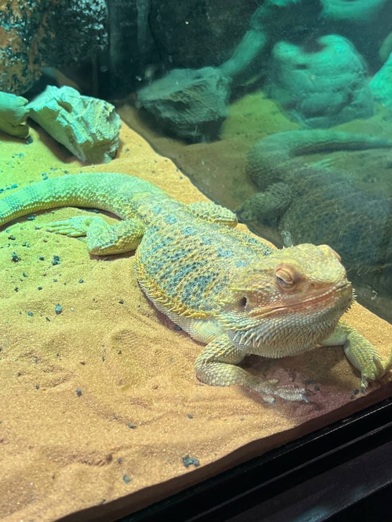 iguana at aquaria klcc