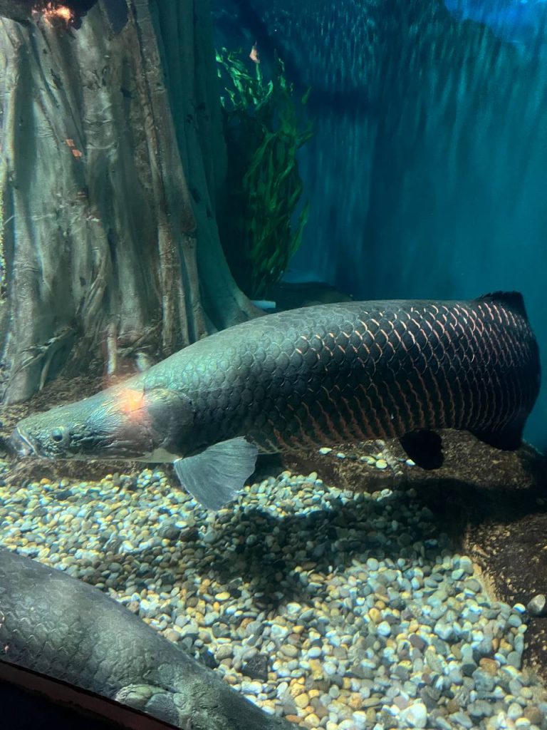arapaima at aquaria klcc's flooded forest