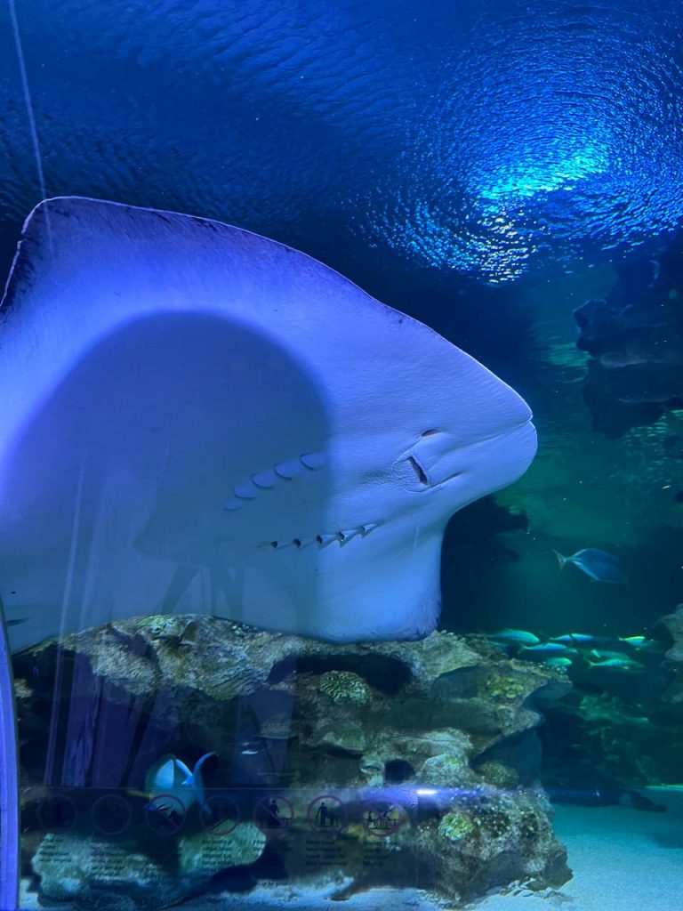 stingray at aquaria klcc's living ocean tunnel