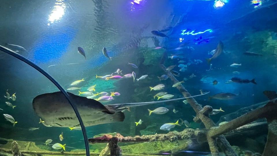 living ocean tunnel at aquaria klcc