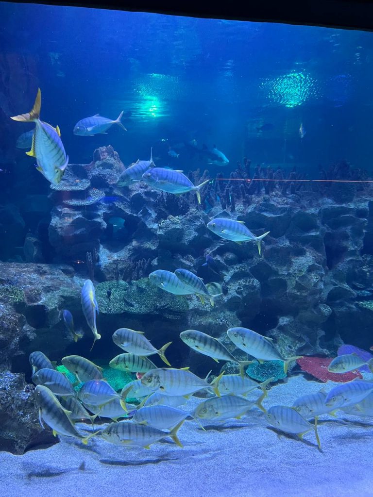 aquaria klcc aquatheatre