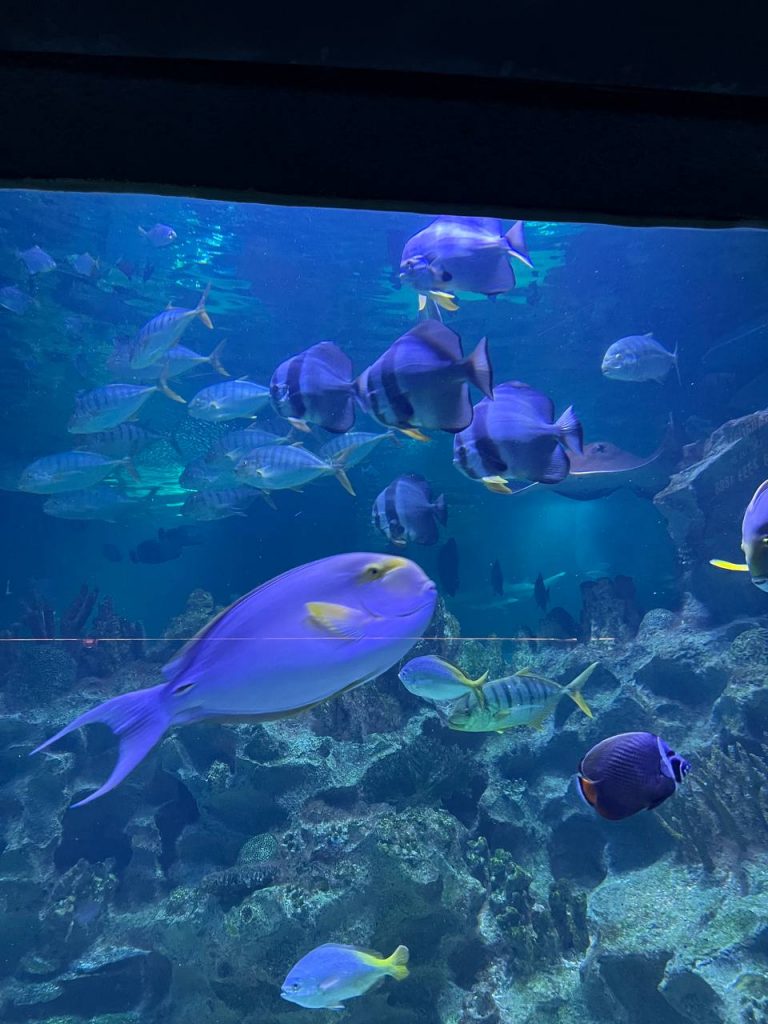 aquaria klcc aquatheatre