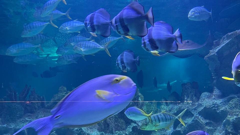 Aquaria KLCC