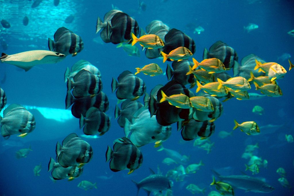 aquaria klcc