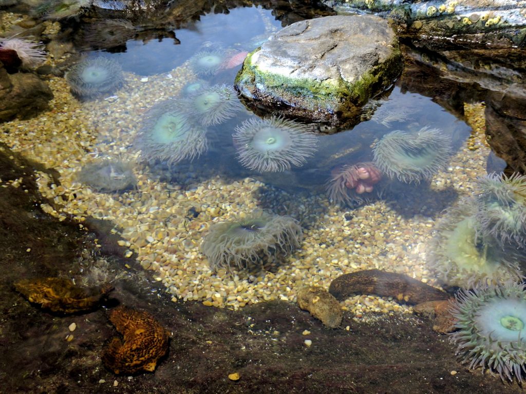 Beach Tide Pool Discovery