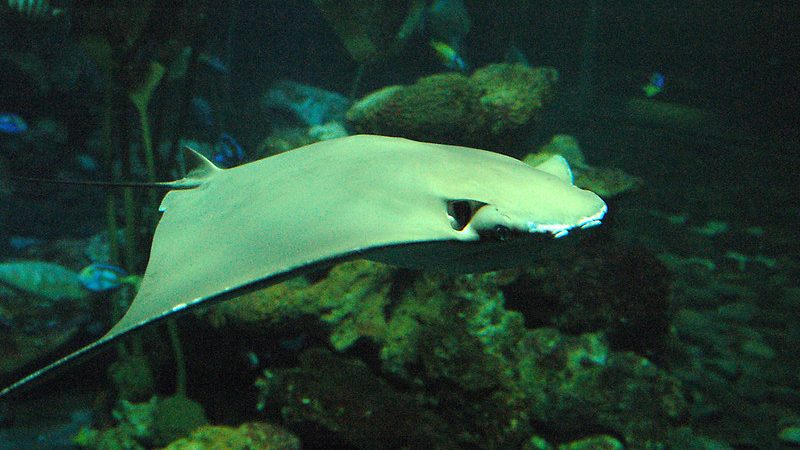 stingrays at underwater world langkawi
