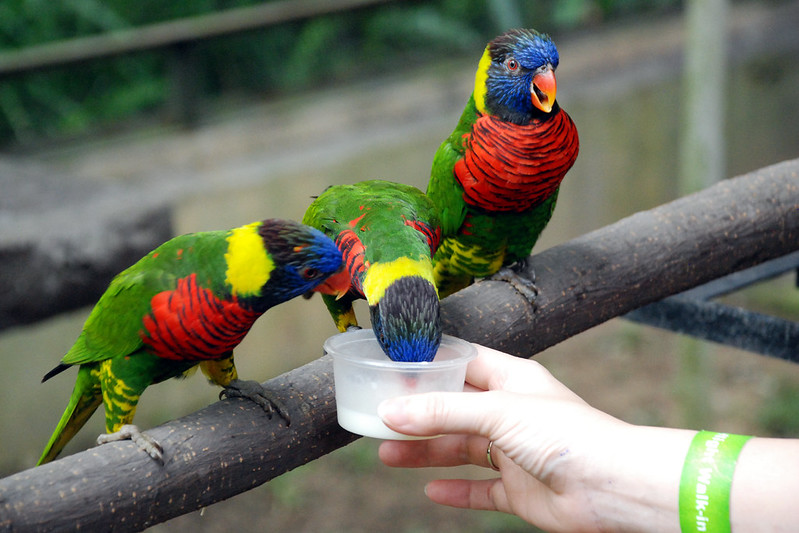 KL Bird Park