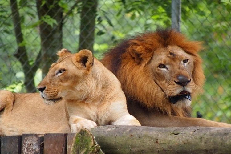 Zoo Negara lions