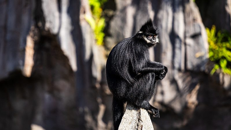 Rainforest Wild ASIA: The End of the “Stand and Stare” Zoo