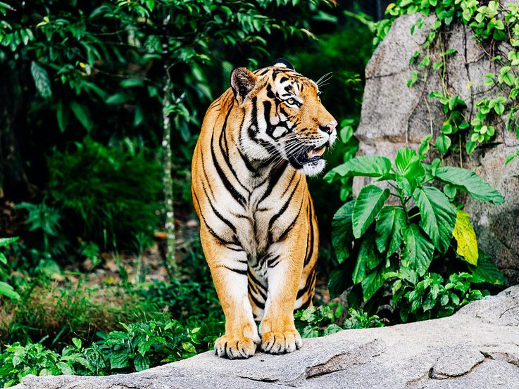 tiger at Rainforest Wild ASIA