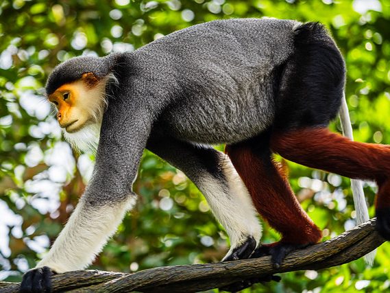 langurs at Rainforest Wild ASIA