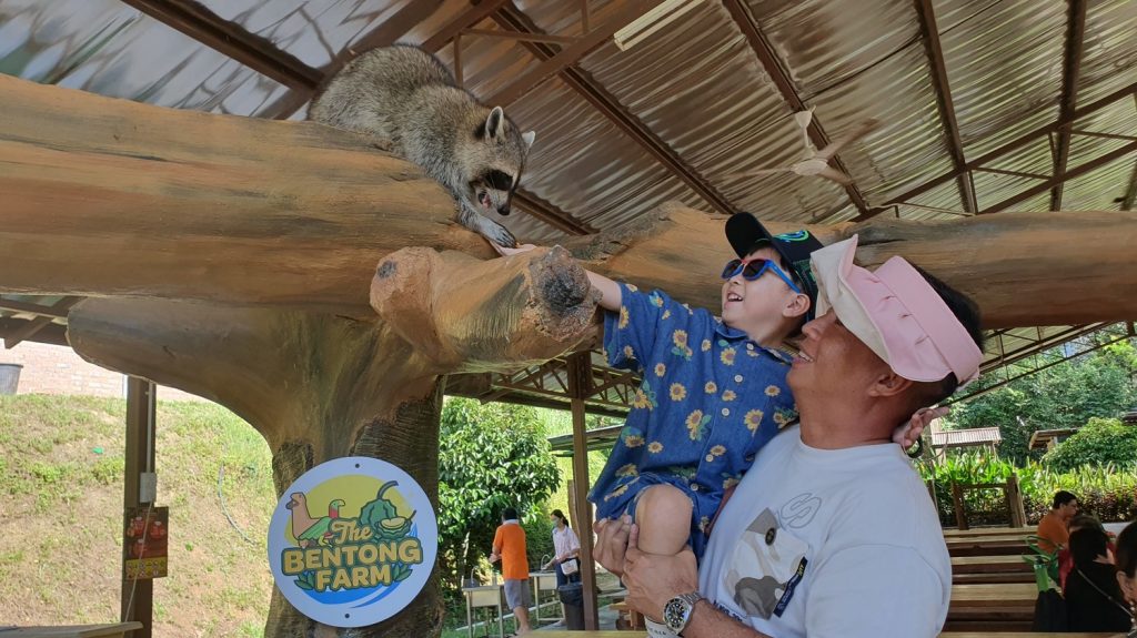 The Bentong Farm raccoon