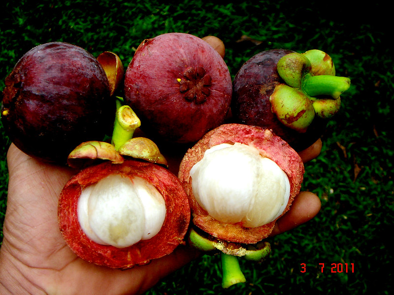 mangosteen