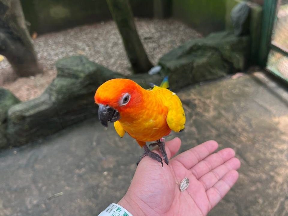 bird feeding at farm in the city