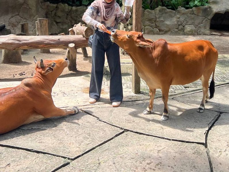 cow feeding at farm in the city