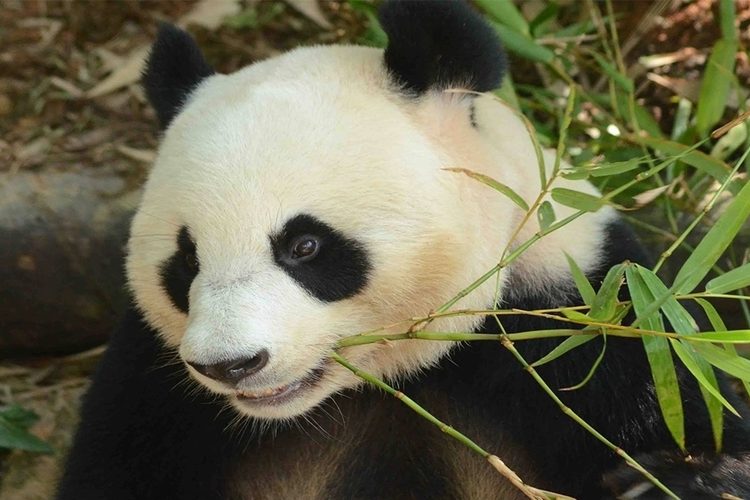 Zoo Negara panda