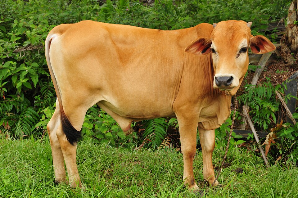 lembu korban hari raya aidiladha