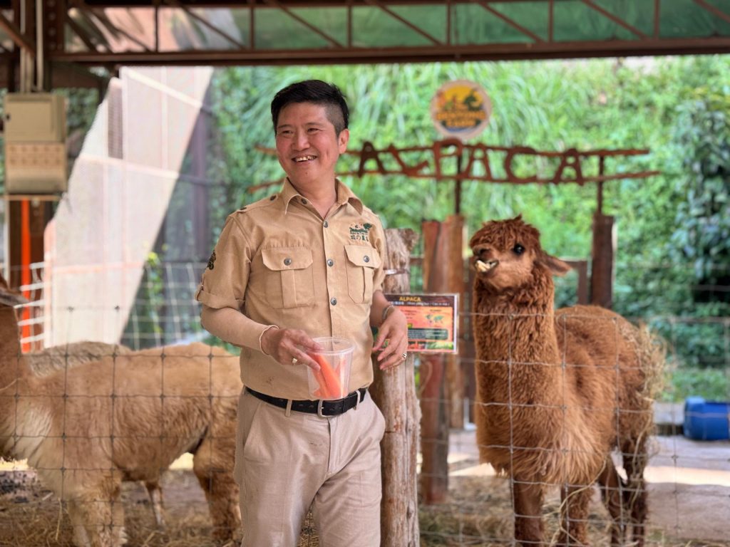 The Bentong Farm alpaca