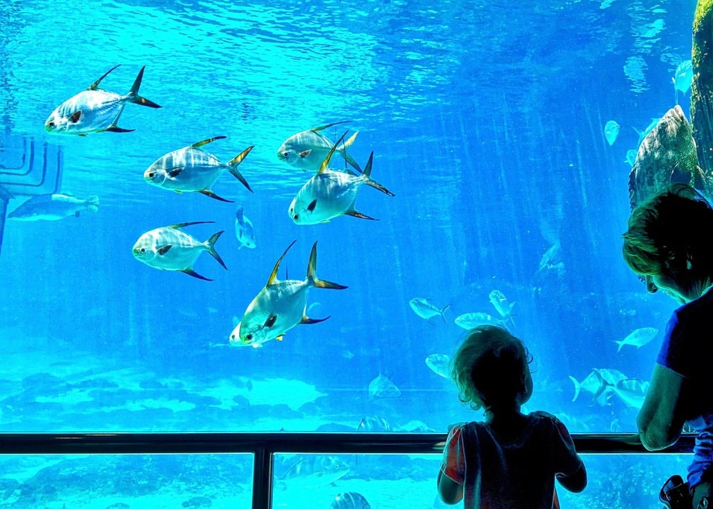 aquarium