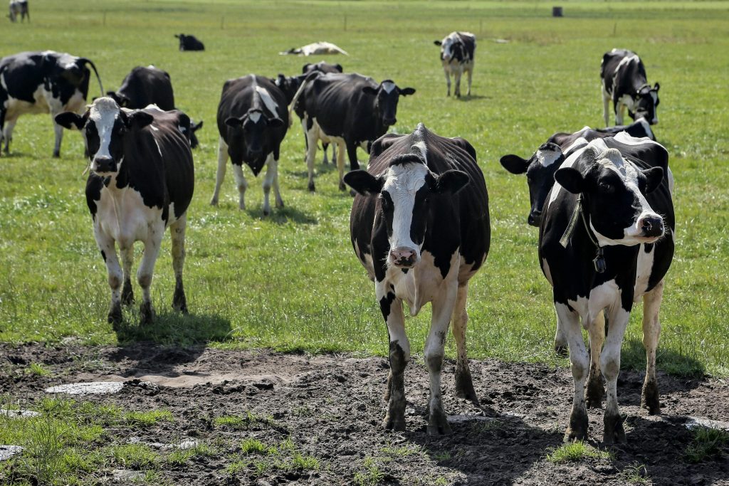 cows in kundasang